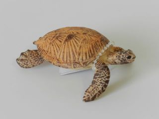 Obrázek z Želva plast 8cm 